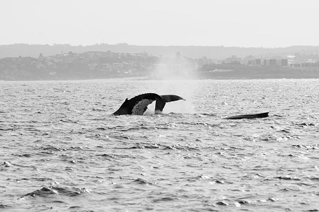 It&rsquo;s a Blue Whale #Whaletail #BlueWhales