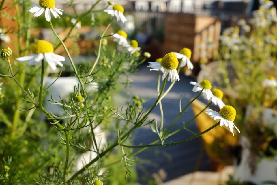 Chamomille blossoms ready to get harvest for soothing and delicious tea.