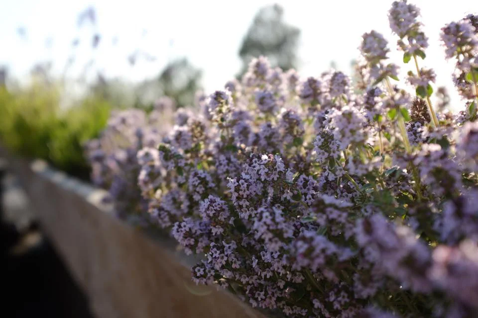 Aromatic thyme in wooden window boxes. Loved by bees and butterflies and great for pizza and pasta.