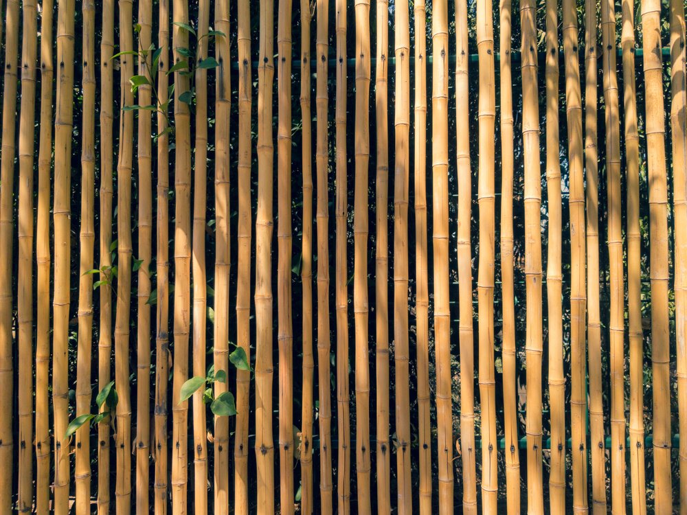 Bamboo fence-photo by Paulina-Saez (Copy) (Copy)