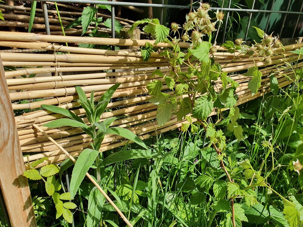 Bamboo fence (first 30 centimeters) (Copy) (Copy)