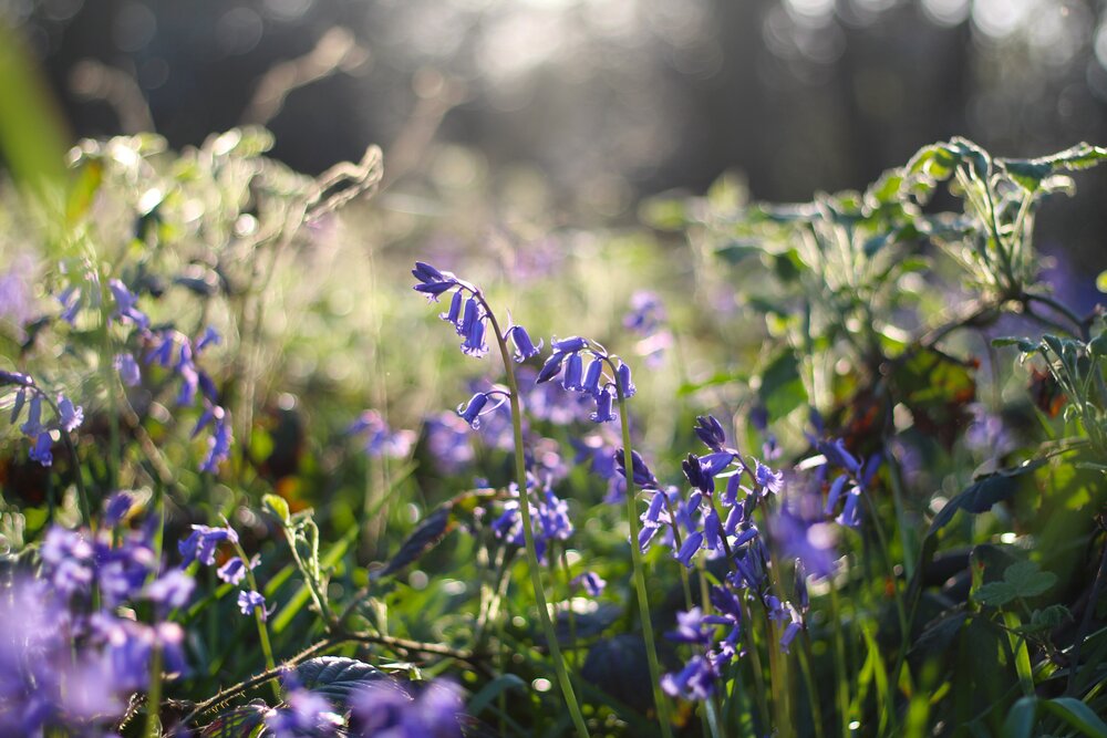 Bluebells - Photo by Rob Wingate