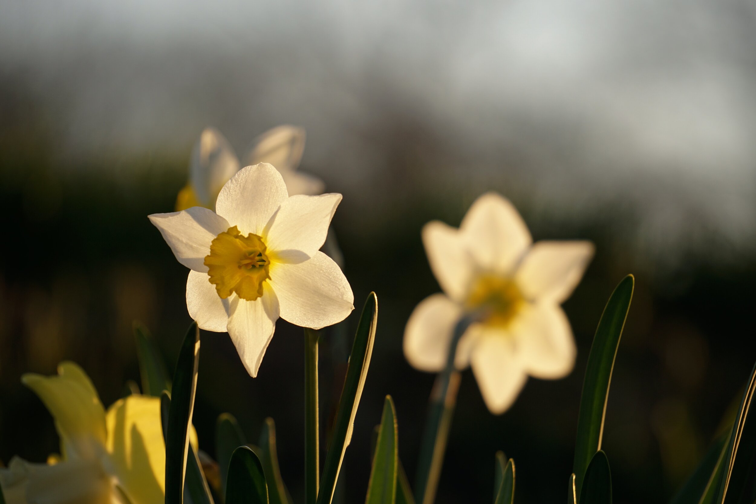 Daffodils-Photo by Kent Pilcher