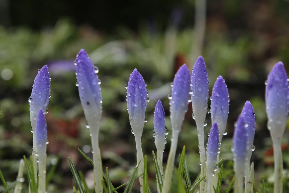 Crocus - Photo by Raf Wittebrood