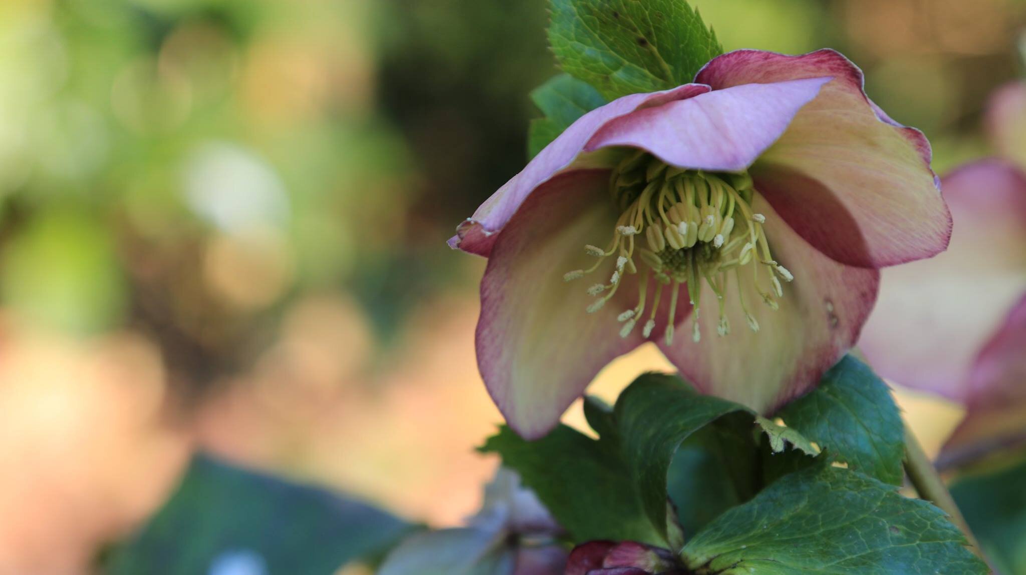 Helleborus by Wesseling Tuinen