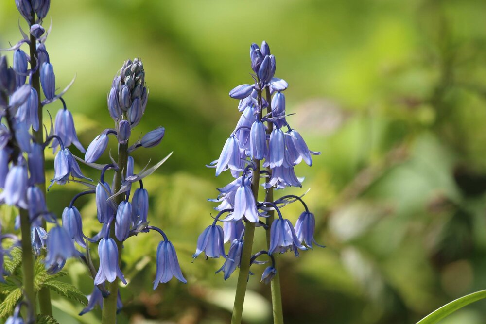 Hyacinthoides by Wesseling Tuinen