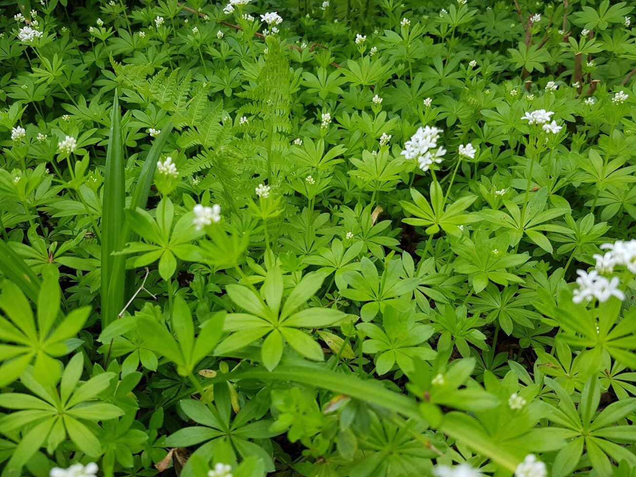 Gallium odoratum-Photo by Jana Schmidtchen