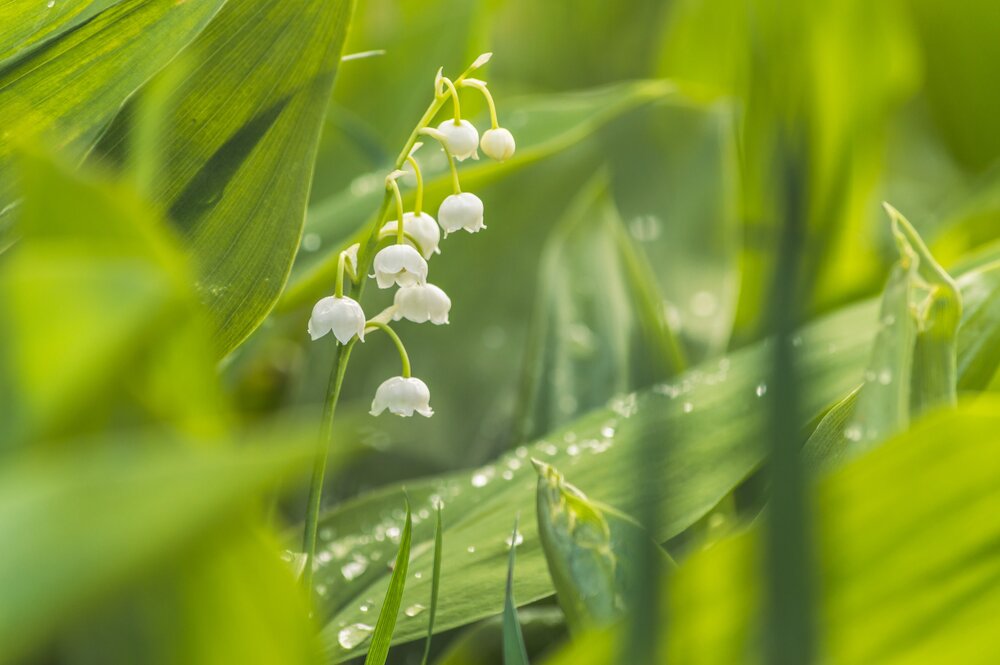Lily of the Valley-Photo by Vitolda Klein