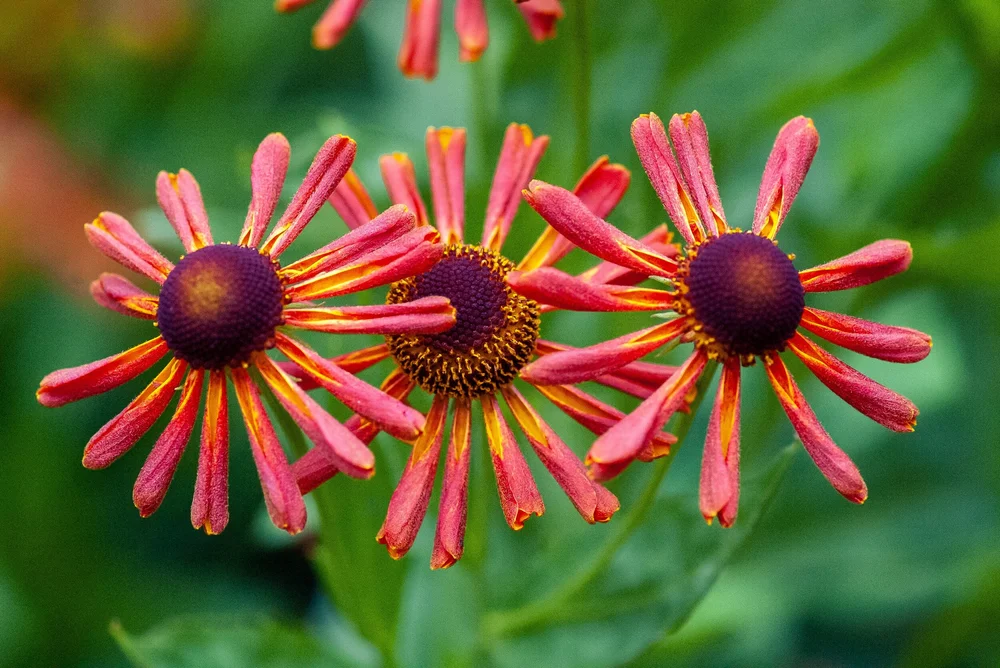 Red helenium flowers by Yoksel 🌿 Zok