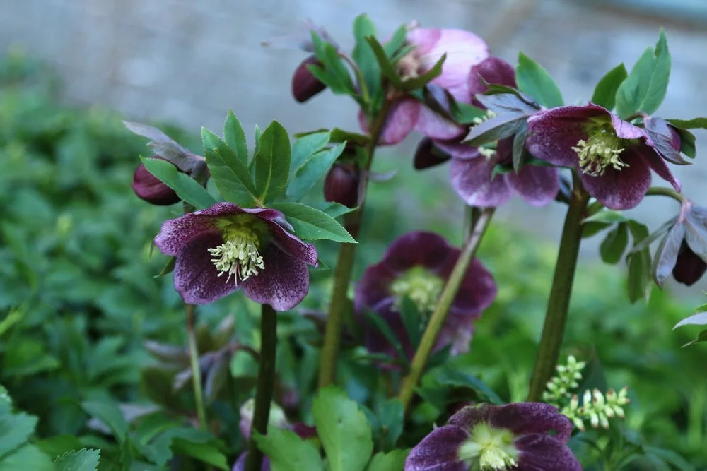 December's plant of the month: Helleborus