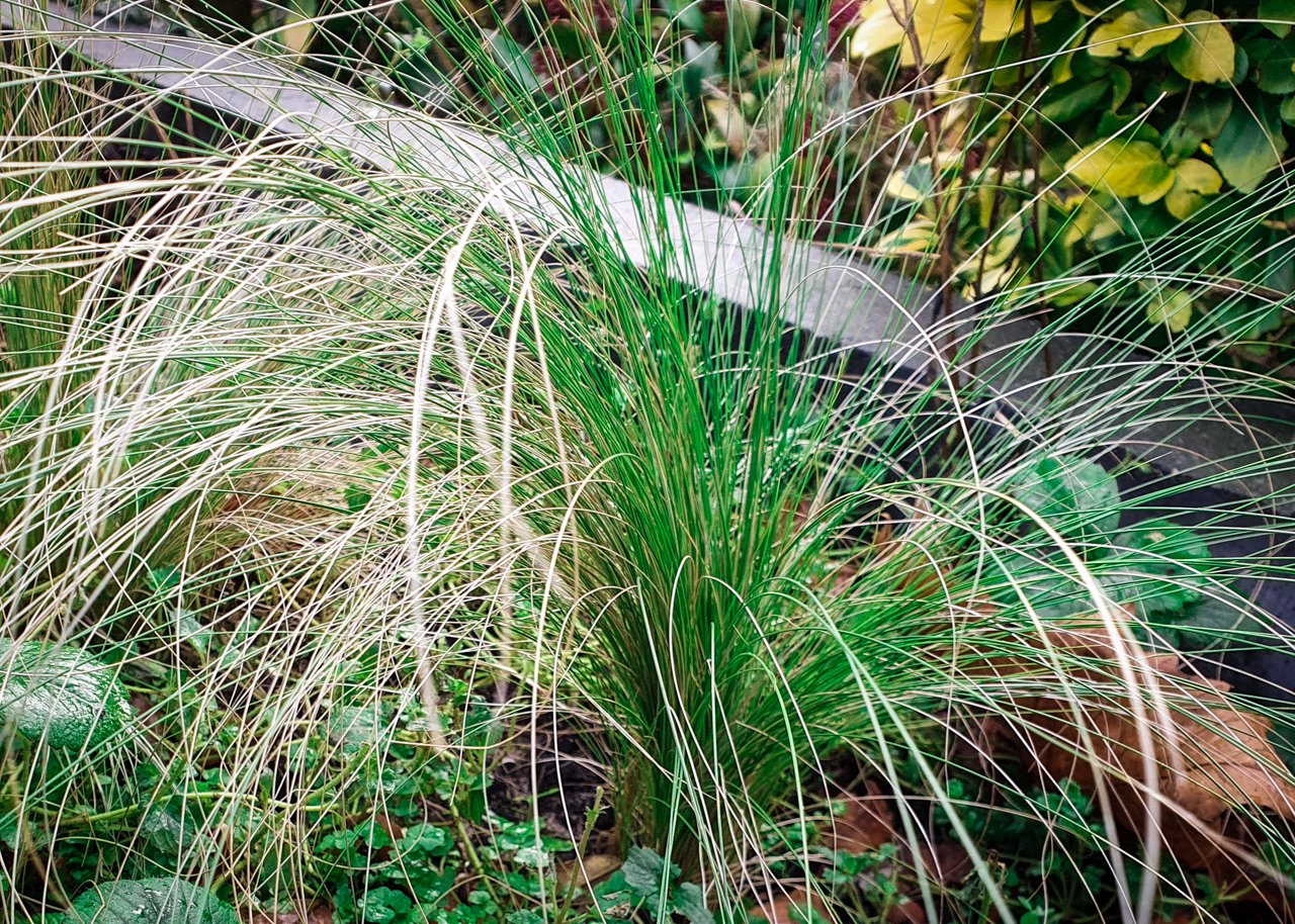 Stipa tenuissima