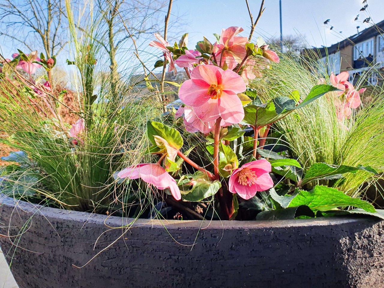 Helleborus flowers