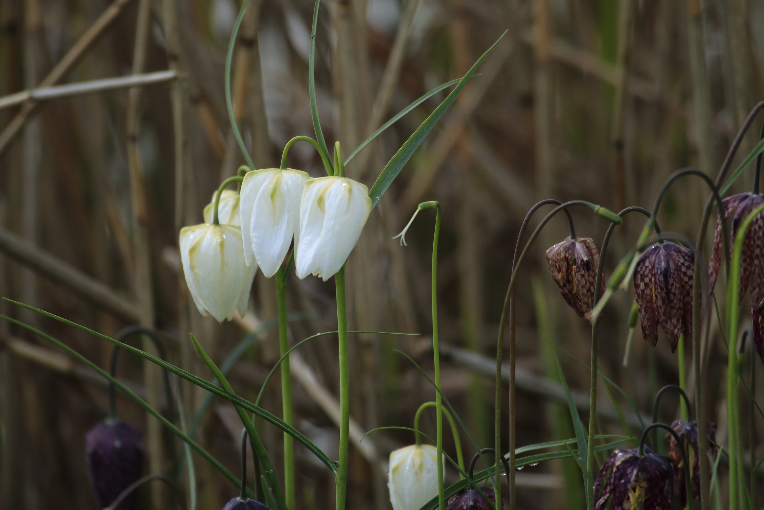 Fritillaria meleagris 'Alba'