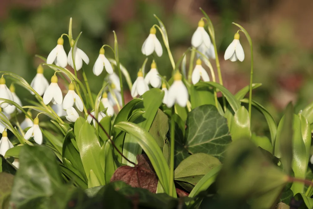 Snowdrops