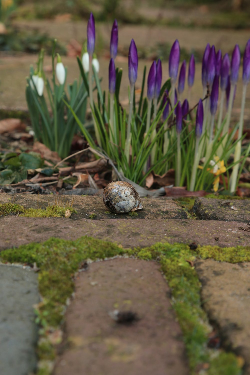 Snowdrops and Crocus in gaps of paving