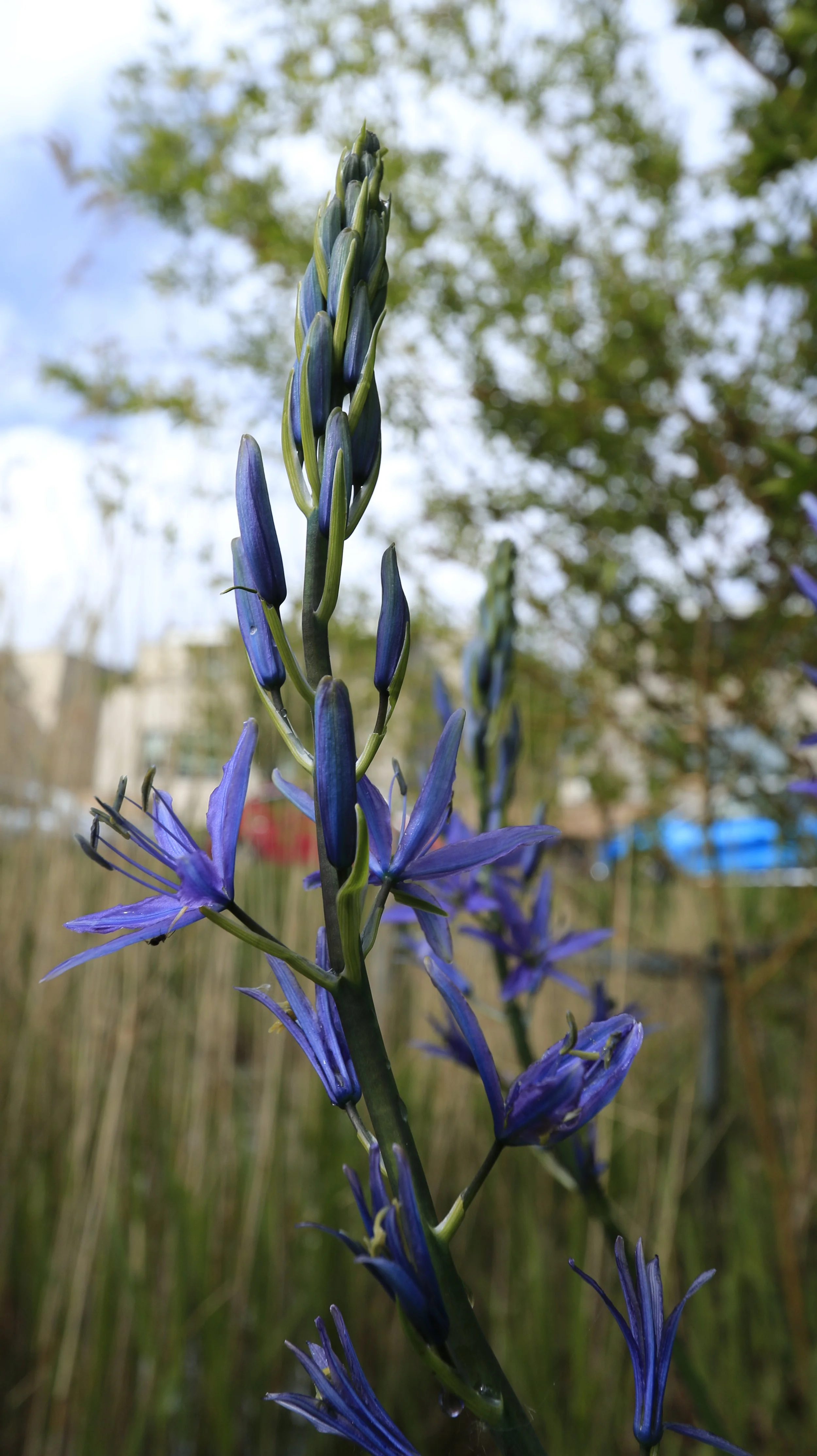 What is a Stinzen plant? 