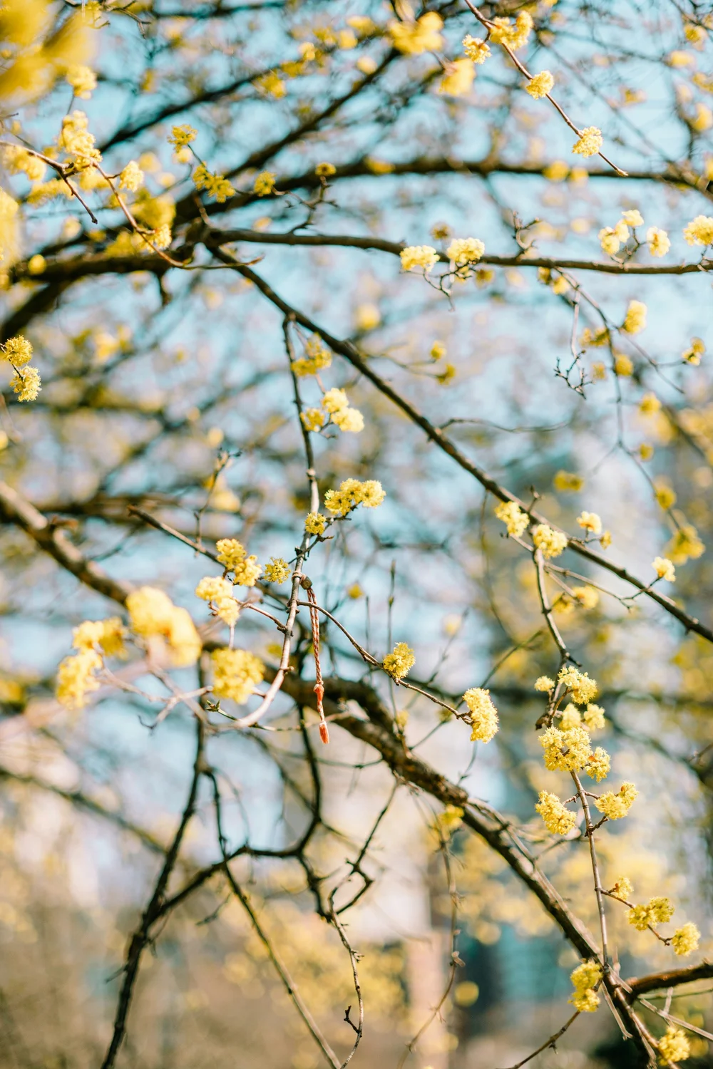 Edgeworthia chrysantha (Paper Bush) by Tianlei Wu (Copy)