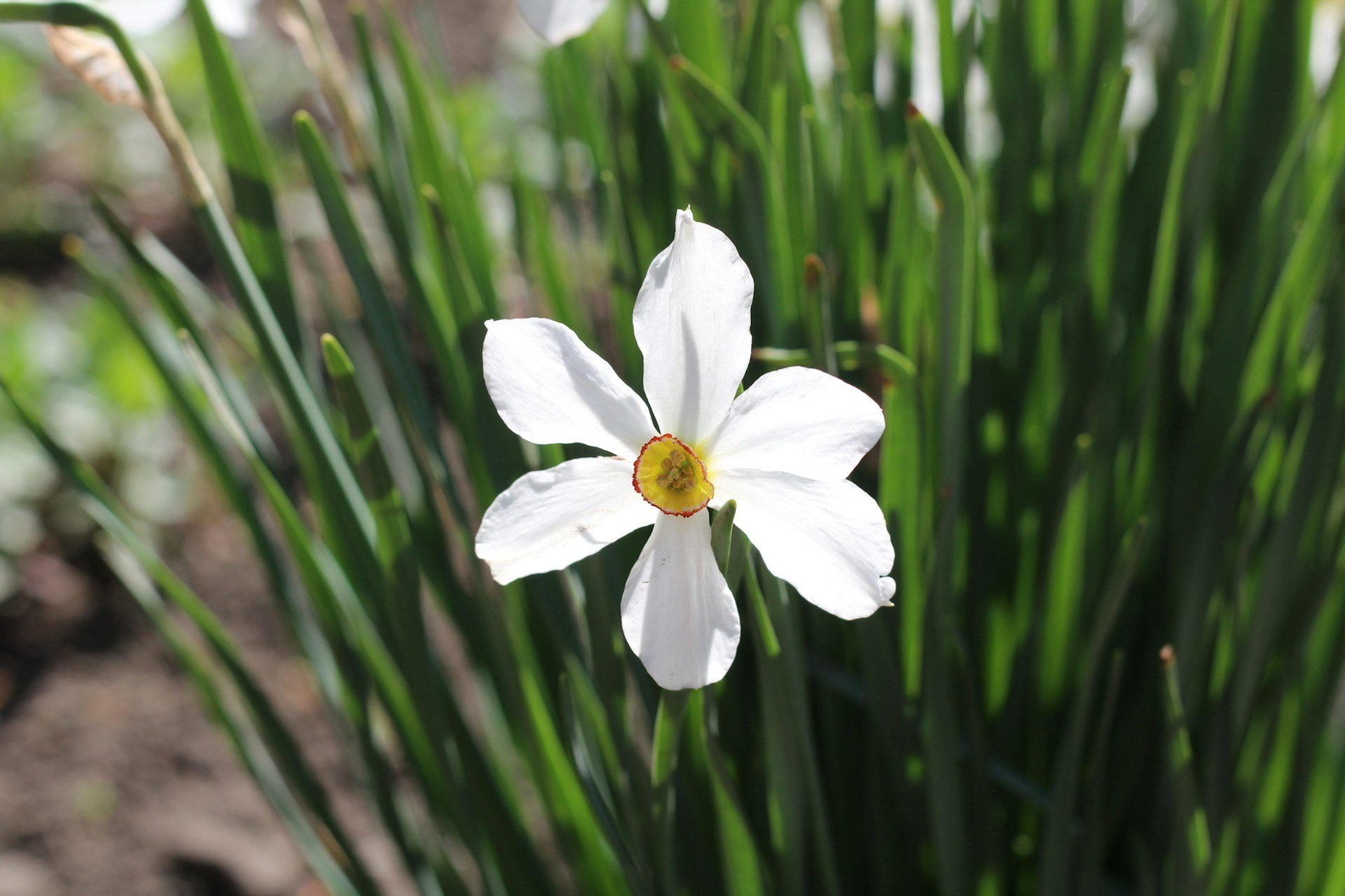 Narcissus poeticus marina-yalanska-BwfmQNlpHxA-unsplash.jpg