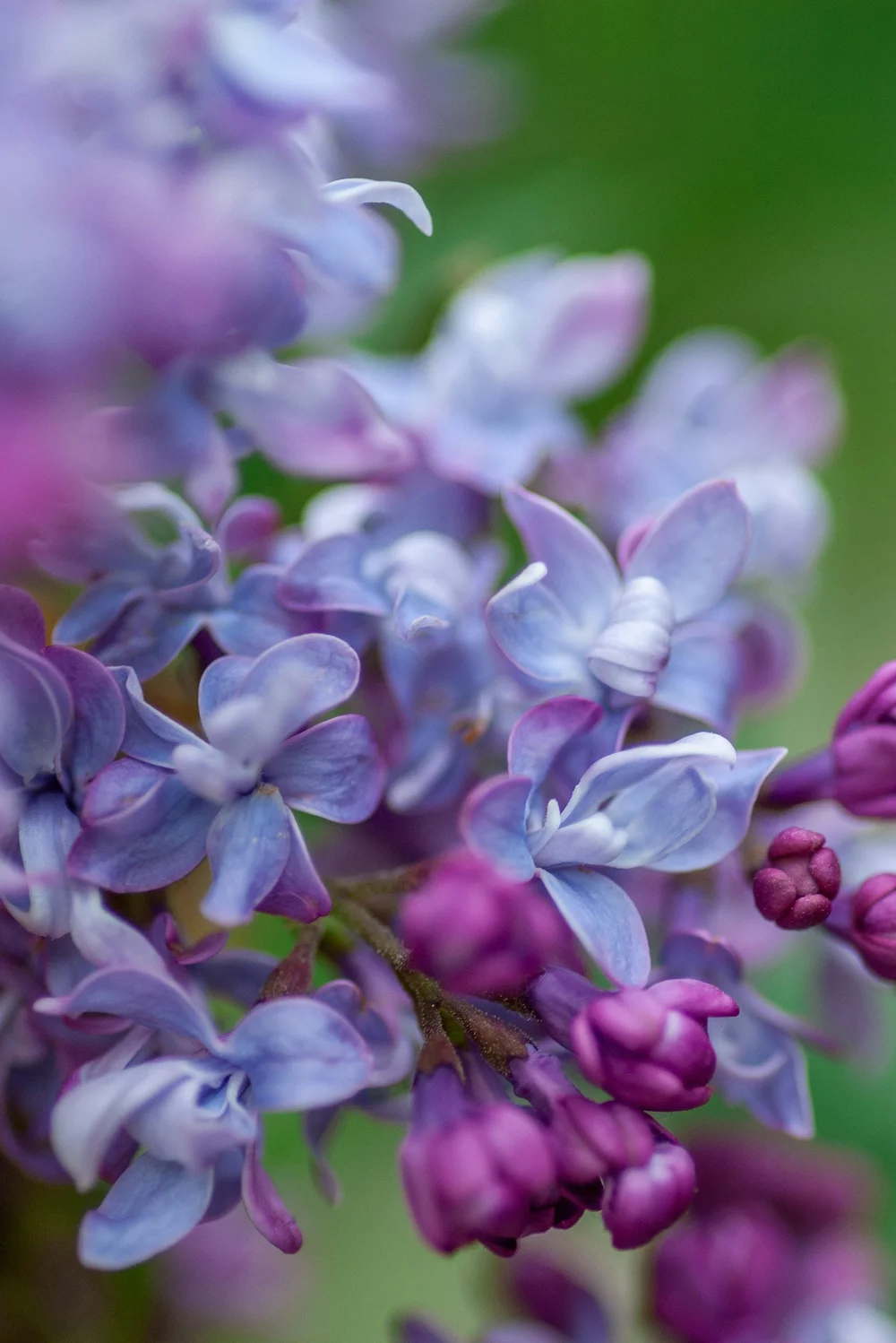 Syringa vulgaris (Common Lilac)