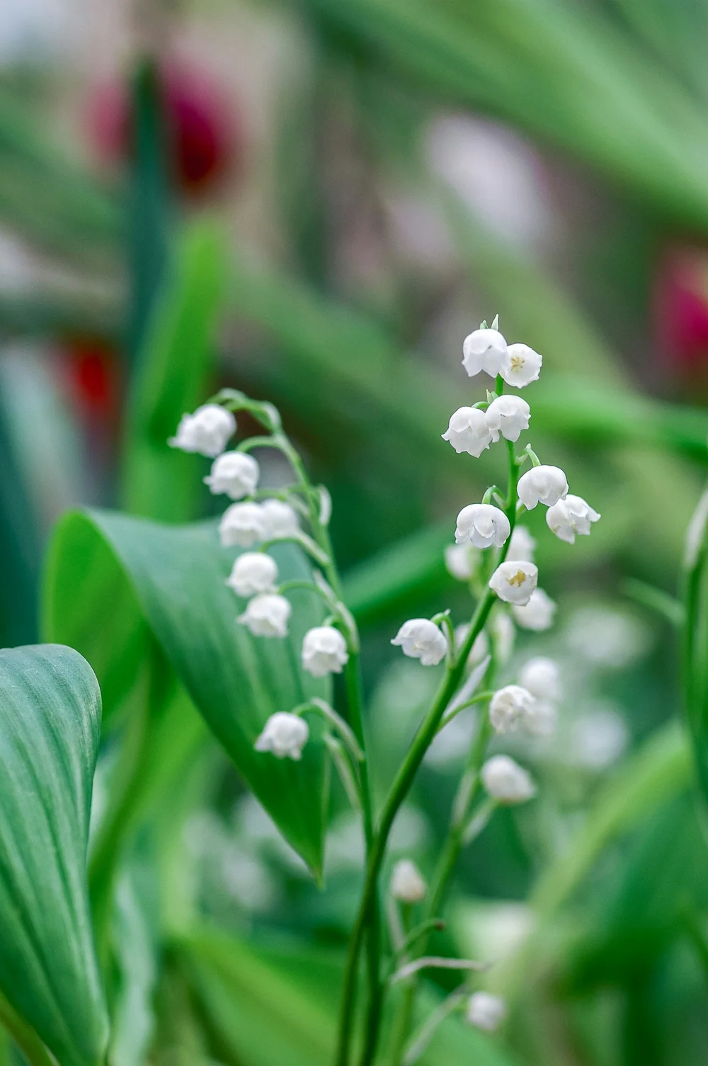 Convallaria majalis (Lily of the Valley)