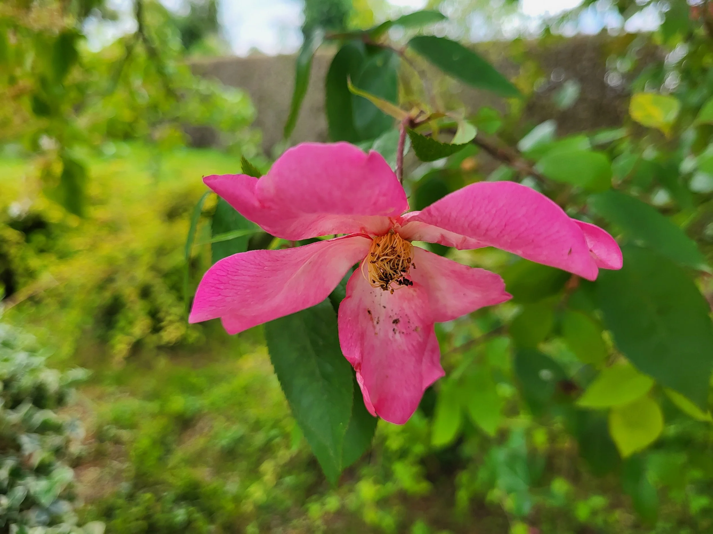 Rosa Mutabilis