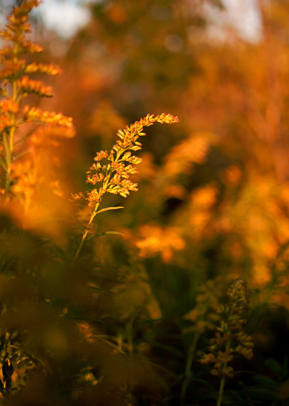 SOLIDAGO-Photo by Isabella Fischer