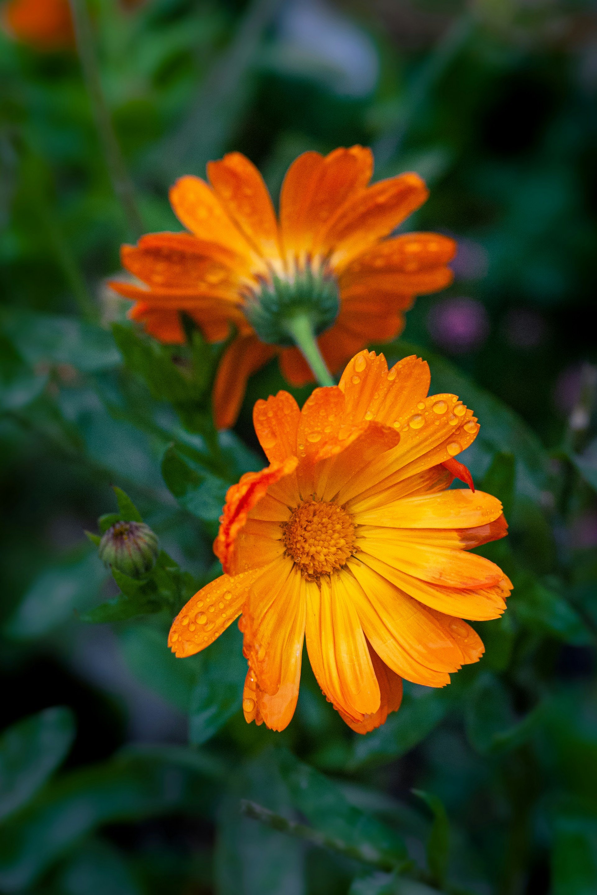 Calendula-Photo by Yoksel Zok