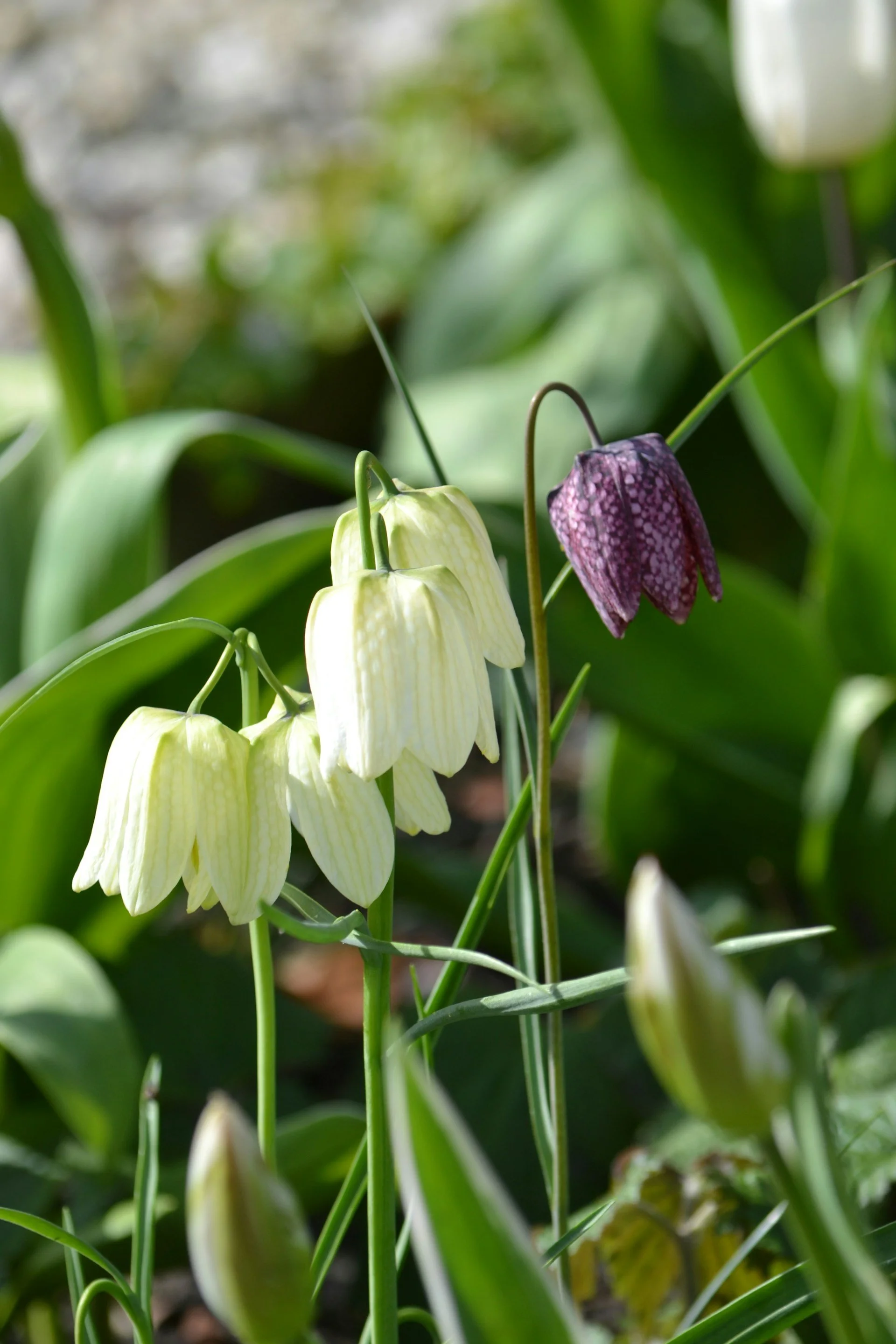 Fritillaria meleagris linda-buscop-QwhqaLvKWj4-unsplash.jpg