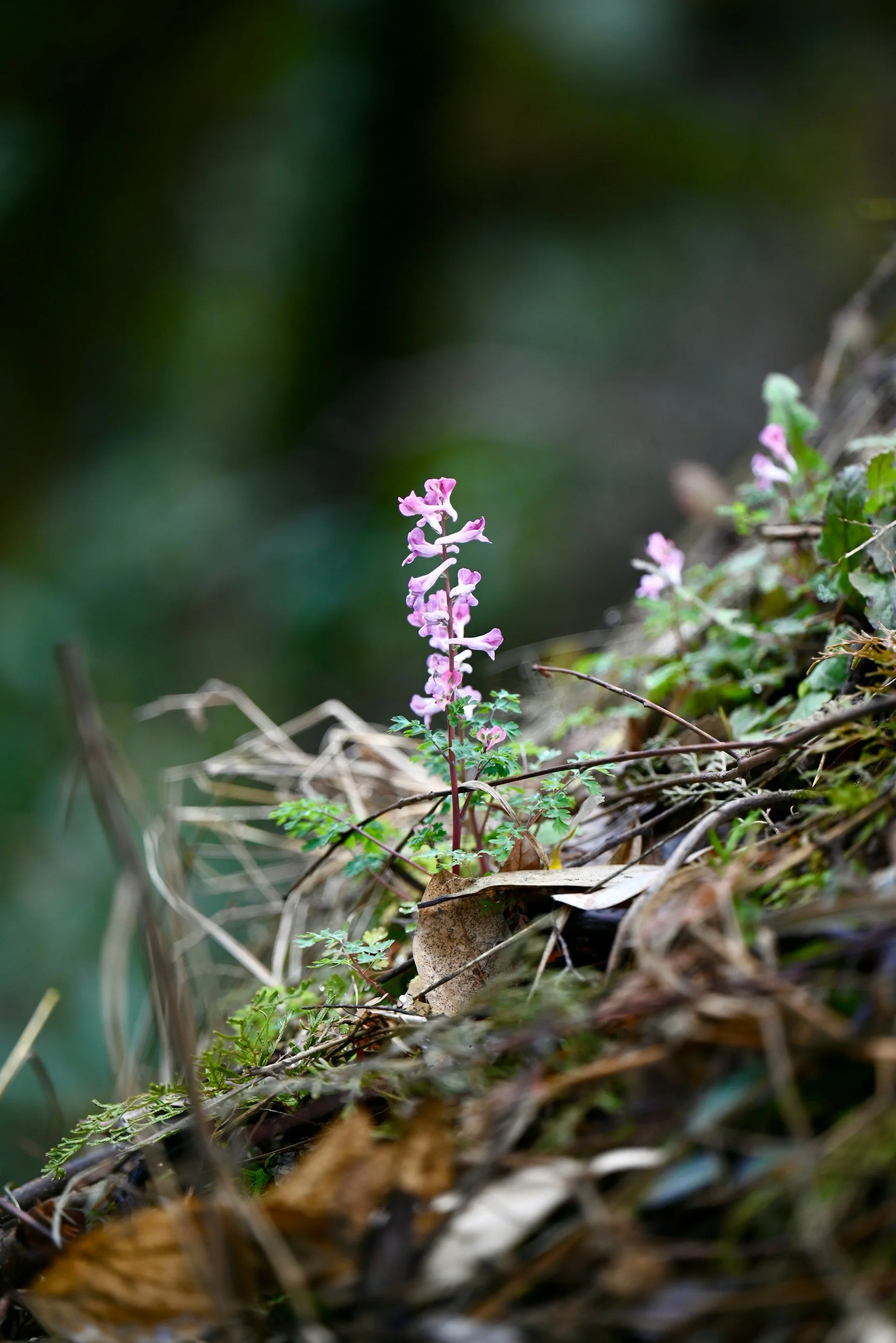 Corydalis cava ethan-zhang-hXR66_faz-0-unsplash.jpg
