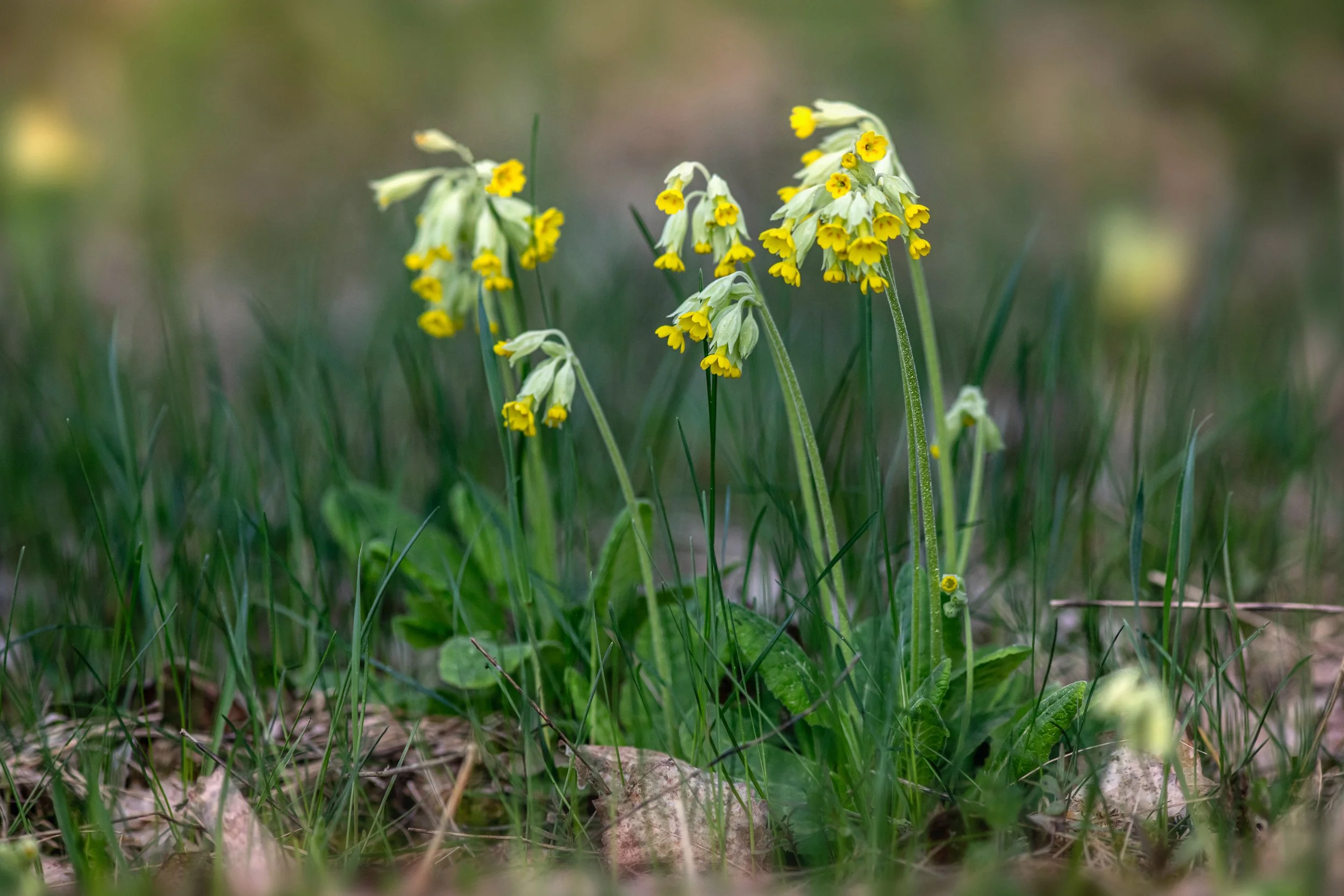 erik-karits-EGlb2_iAKF0-unsplash Primula veris.jpg