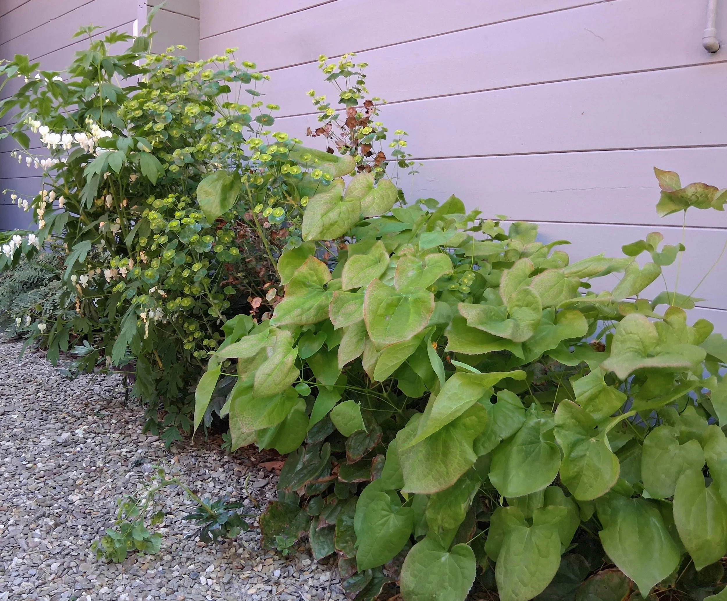 Detail leaves.jpg