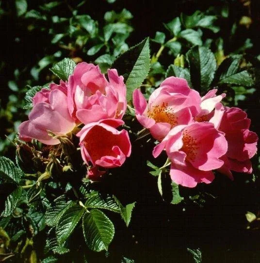 4 Rosa Dagmar Hastrup c.jpg