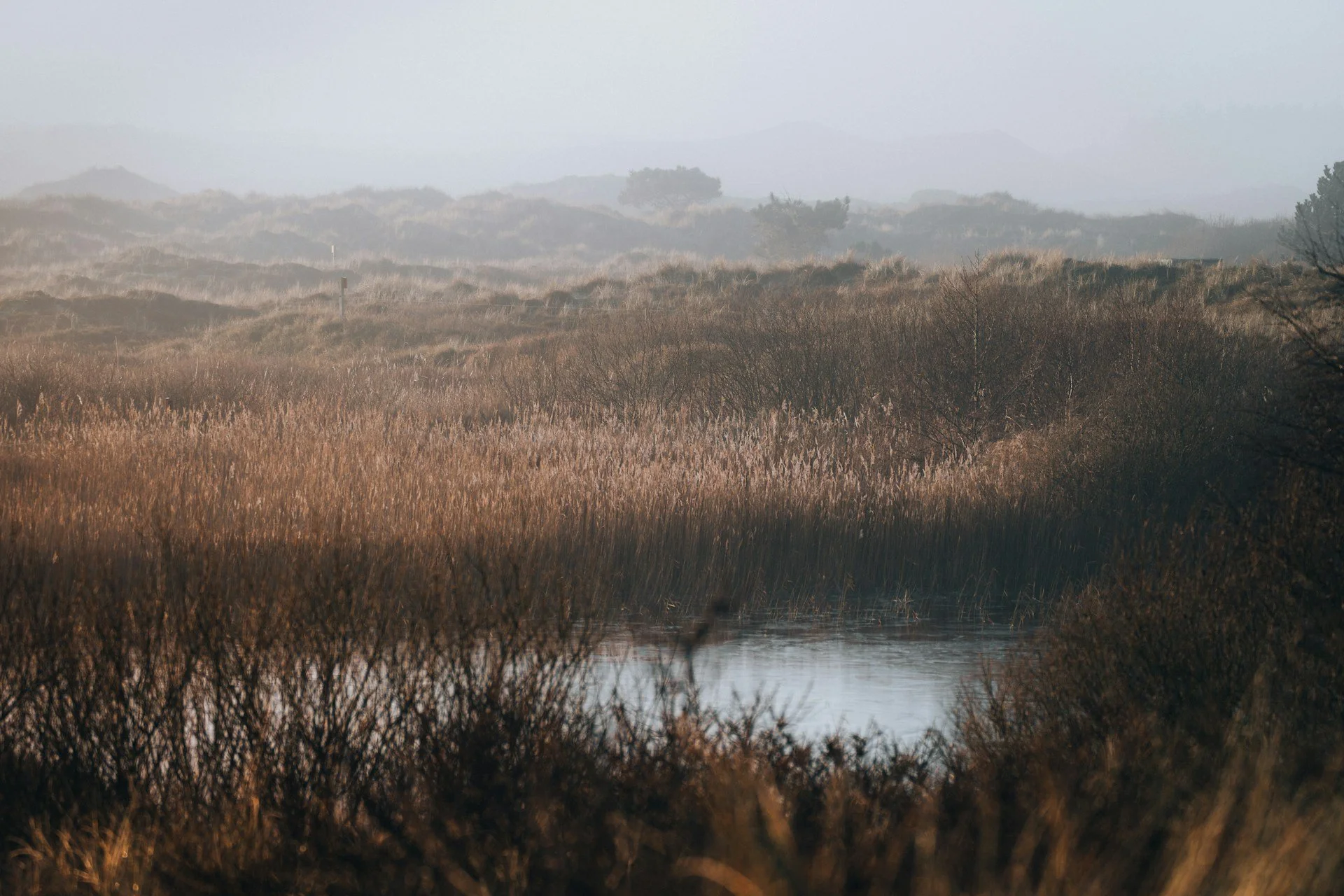 sies-kranen-0FMXuvkcM2s-unsplash.jpg