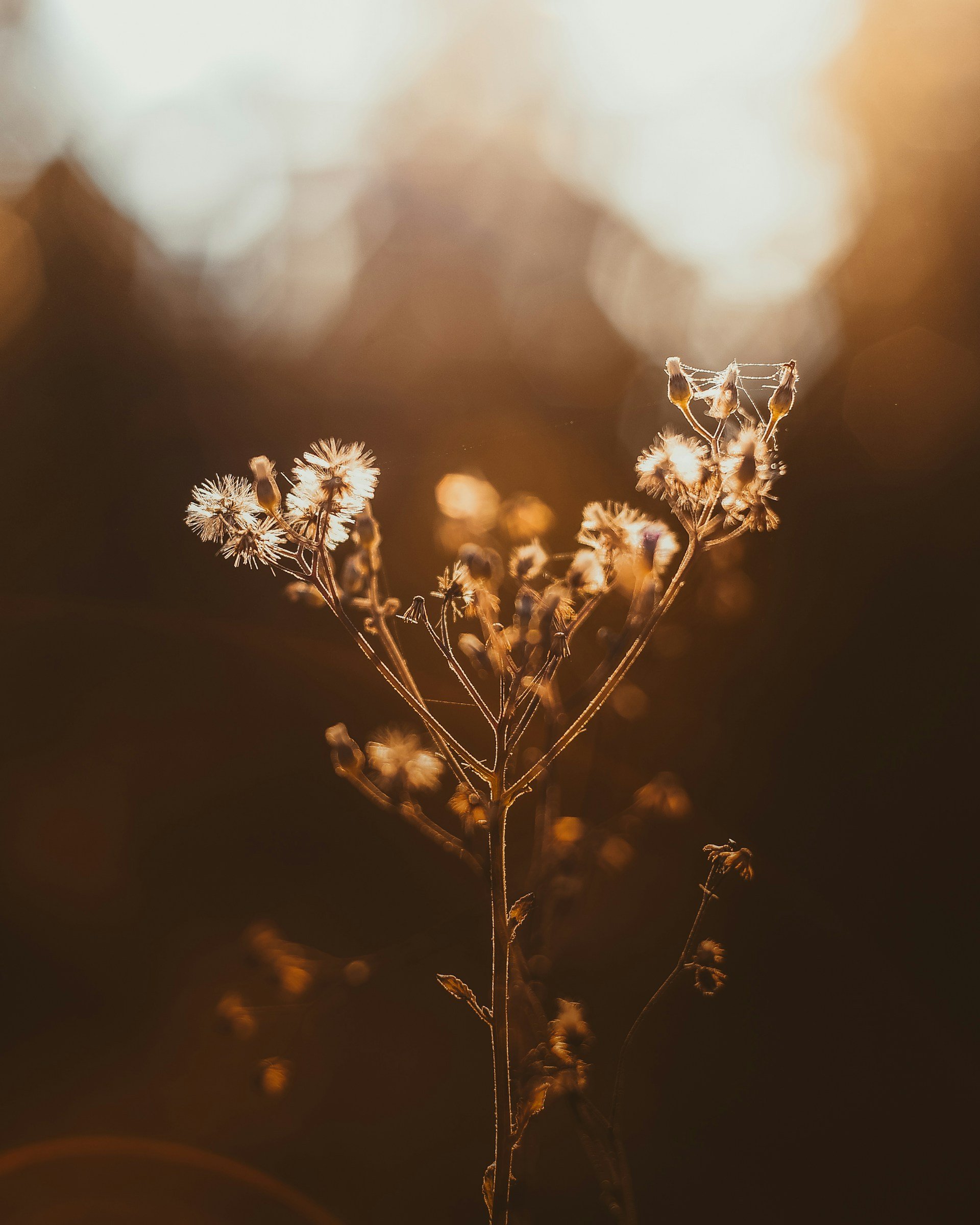 saffu-GOsXwvJAL-0-unsplash.jpg