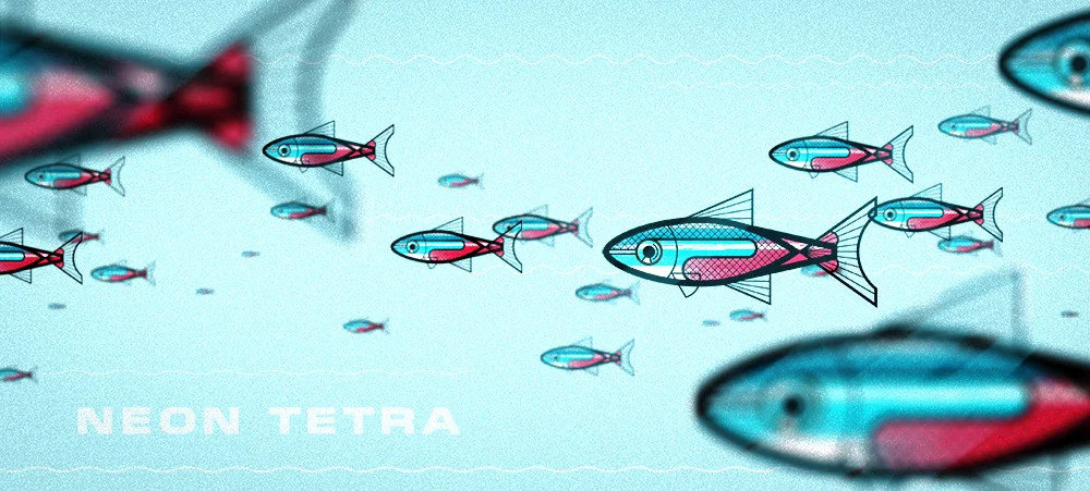 neon tetra 1000.jpg