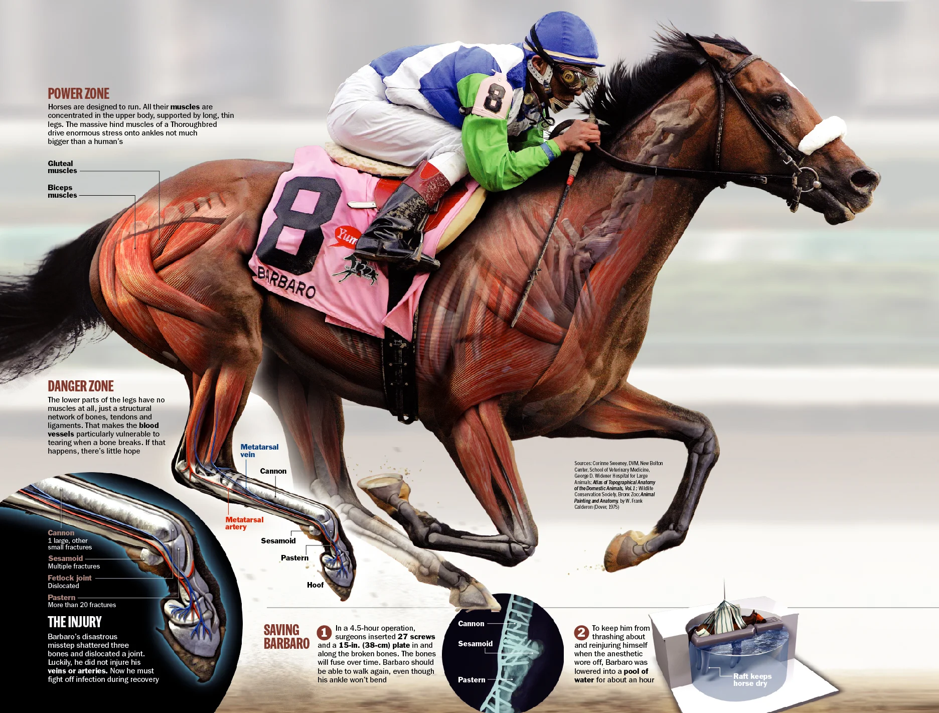Barbaro diagram.jpg
