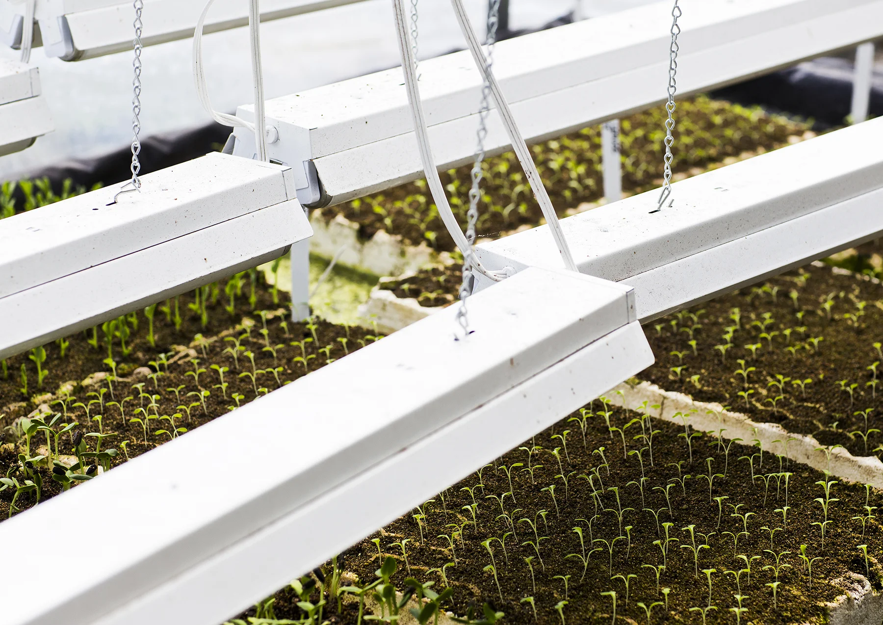 URBAN_OASIS_JEREMIAH_WILSON_008.jpg