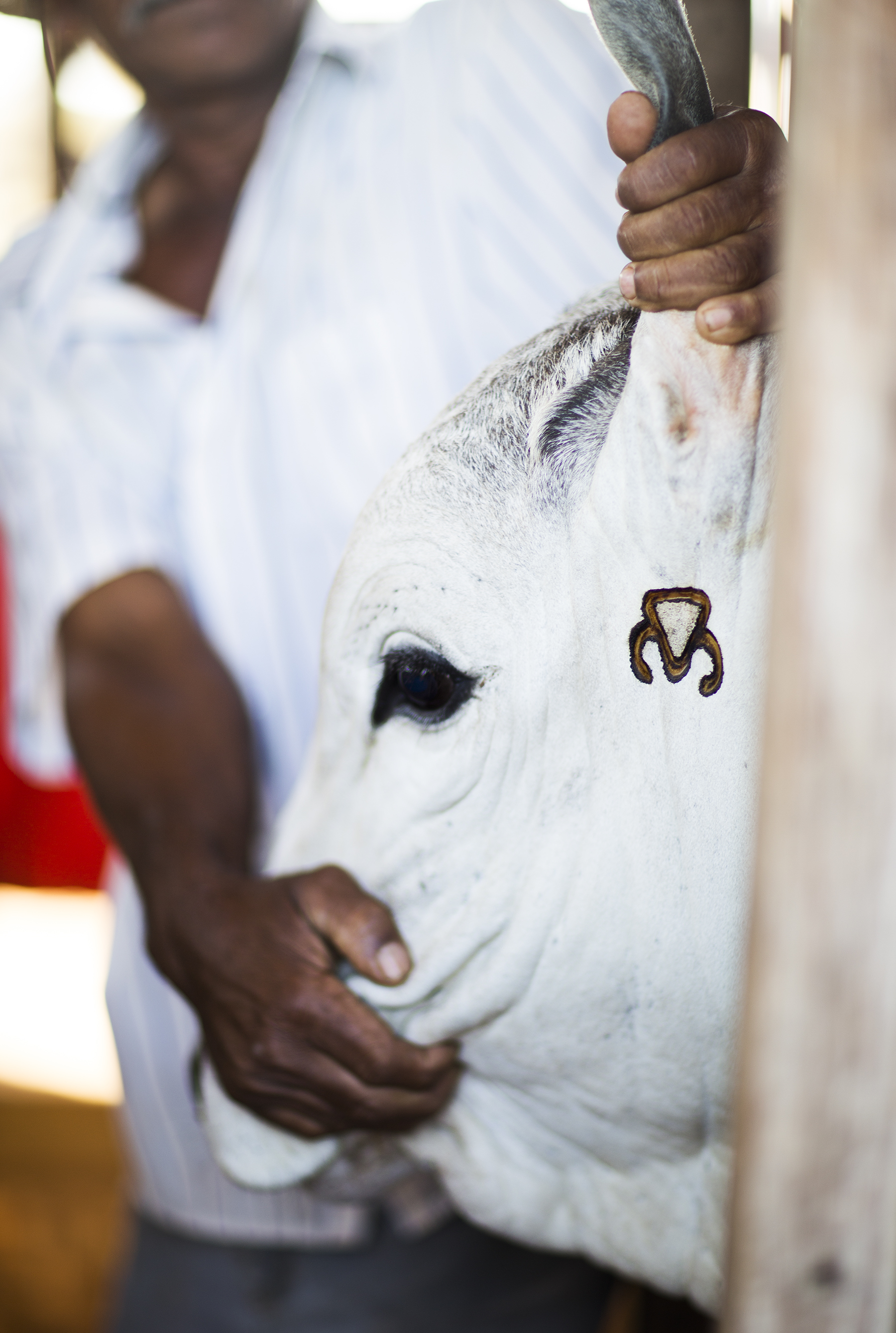 BRAZIL_MATO_GROSSO_FARM_7_27_2015_0021.jpg