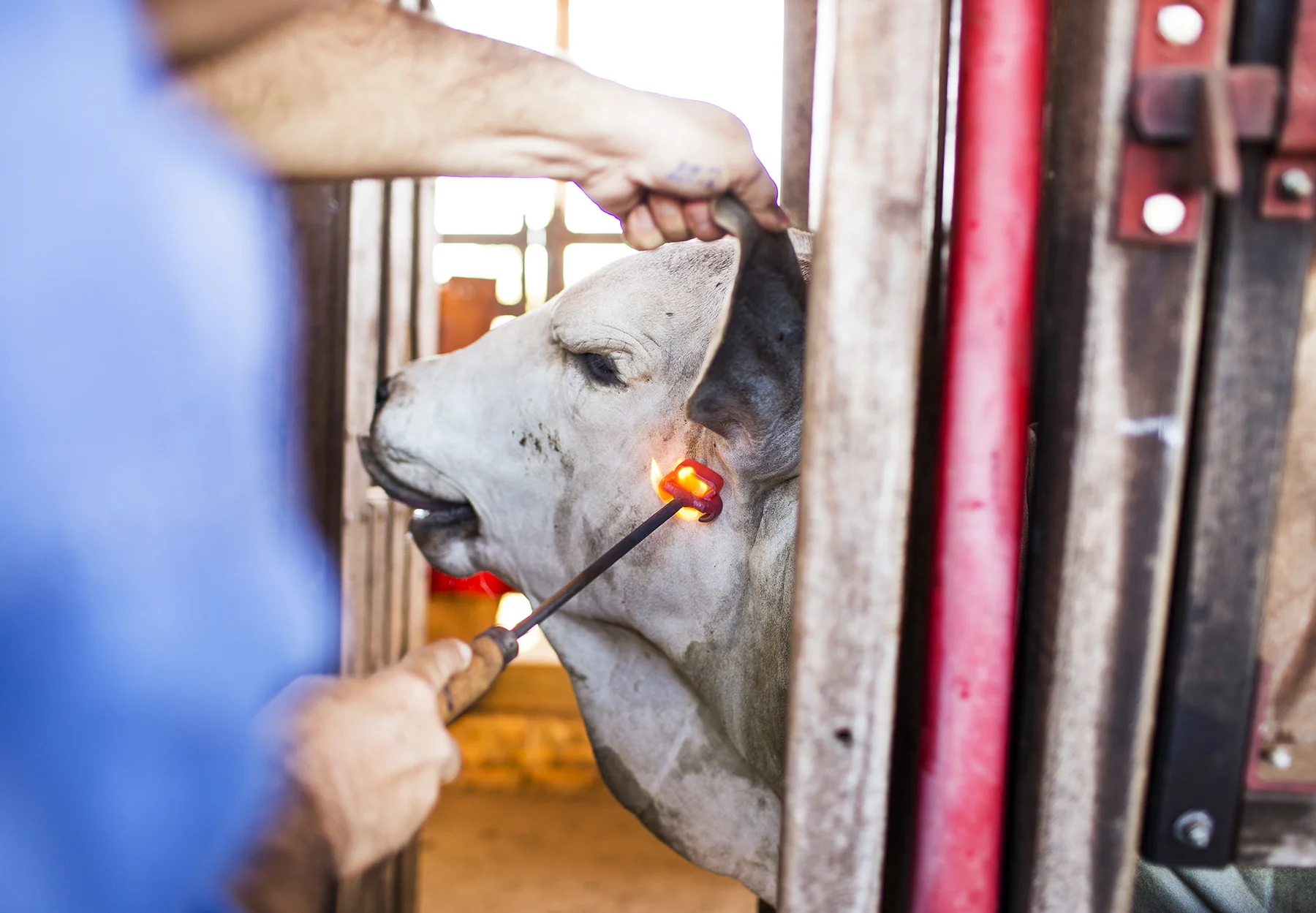 BRAZIL_MATO_GROSSO_FARM_7_27_2015_0051.jpg