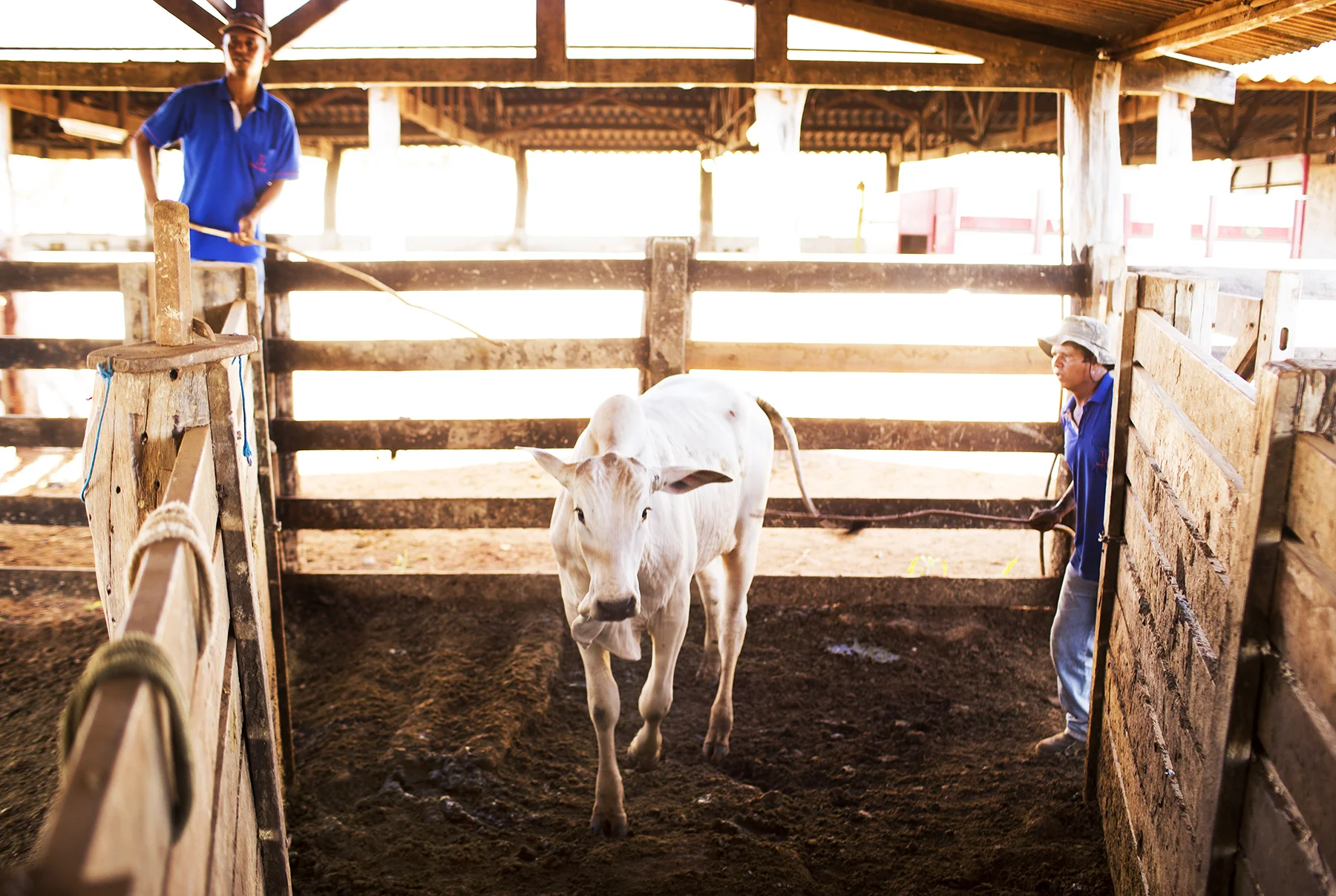 BRAZIL_MATO_GROSSO_FARM_7_27_2015_0177.jpg