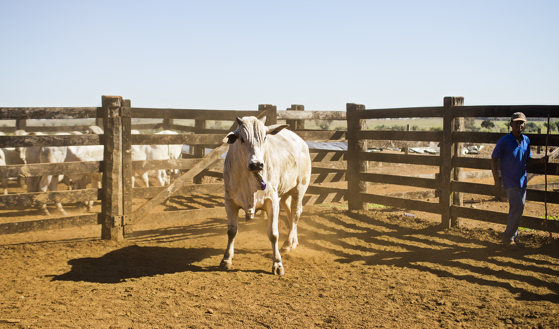 BRAZIL_MATO_GROSSO_FARM_7_27_2015_0259.jpg