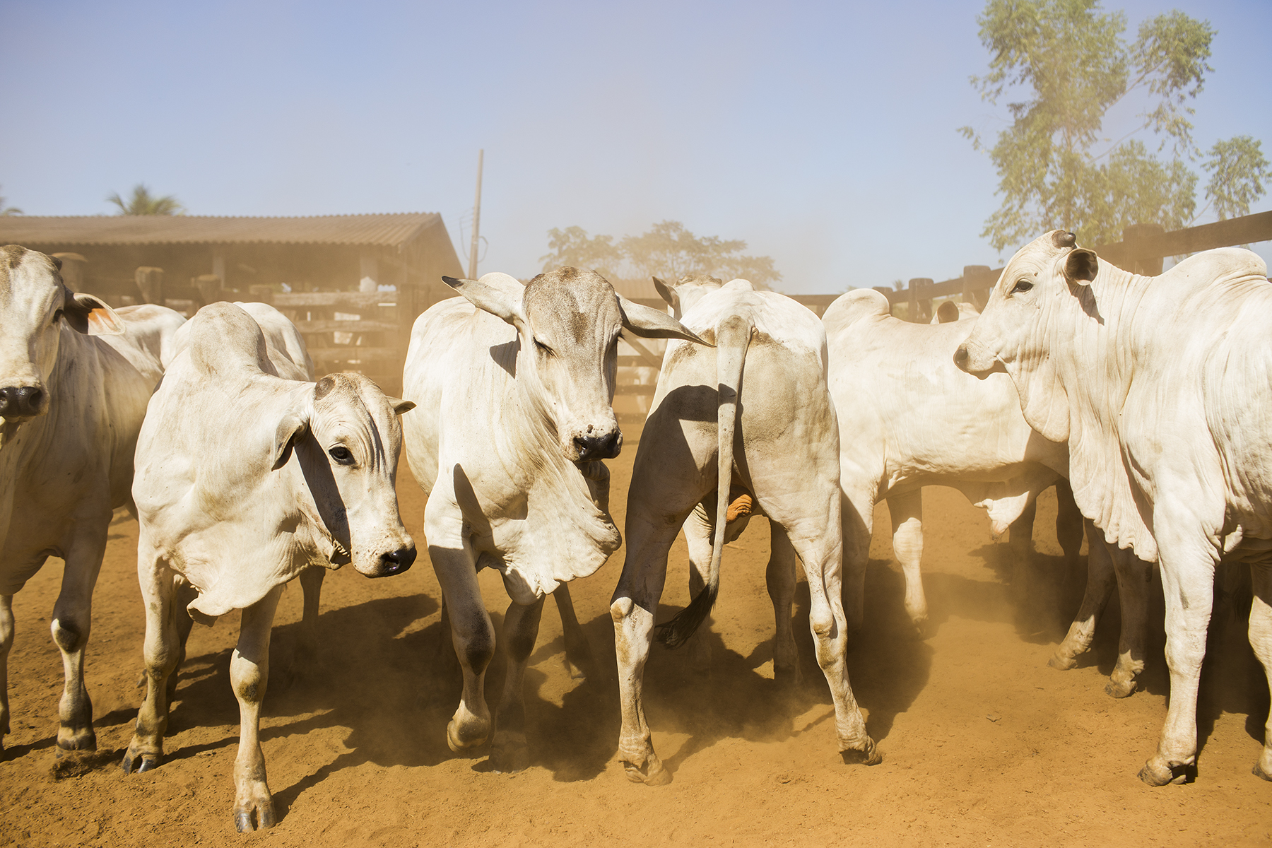 BRAZIL_MATO_GROSSO_FARM_7_27_2015_0400.jpg