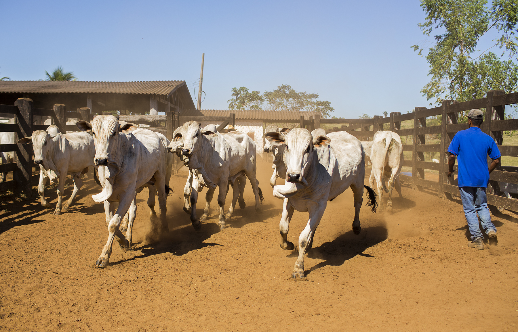 BRAZIL_MATO_GROSSO_FARM_7_27_2015_0441.jpg