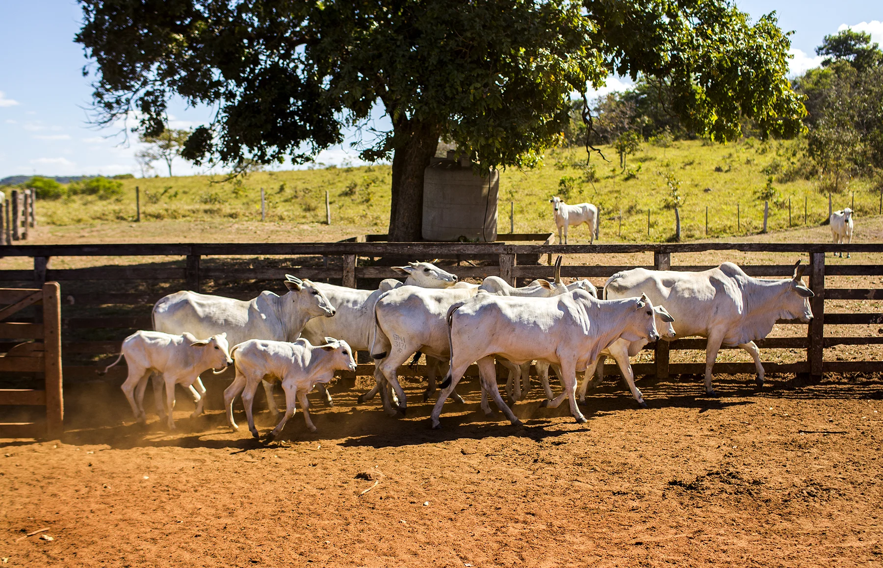 BRAZIL_MATO_GROSSO_FARM_7_27_2015_0642.jpg