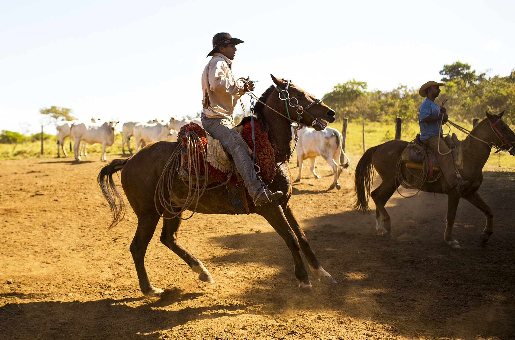 BRAZIL_MATO_GROSSO_FARM_7_27_2015_0696.jpg