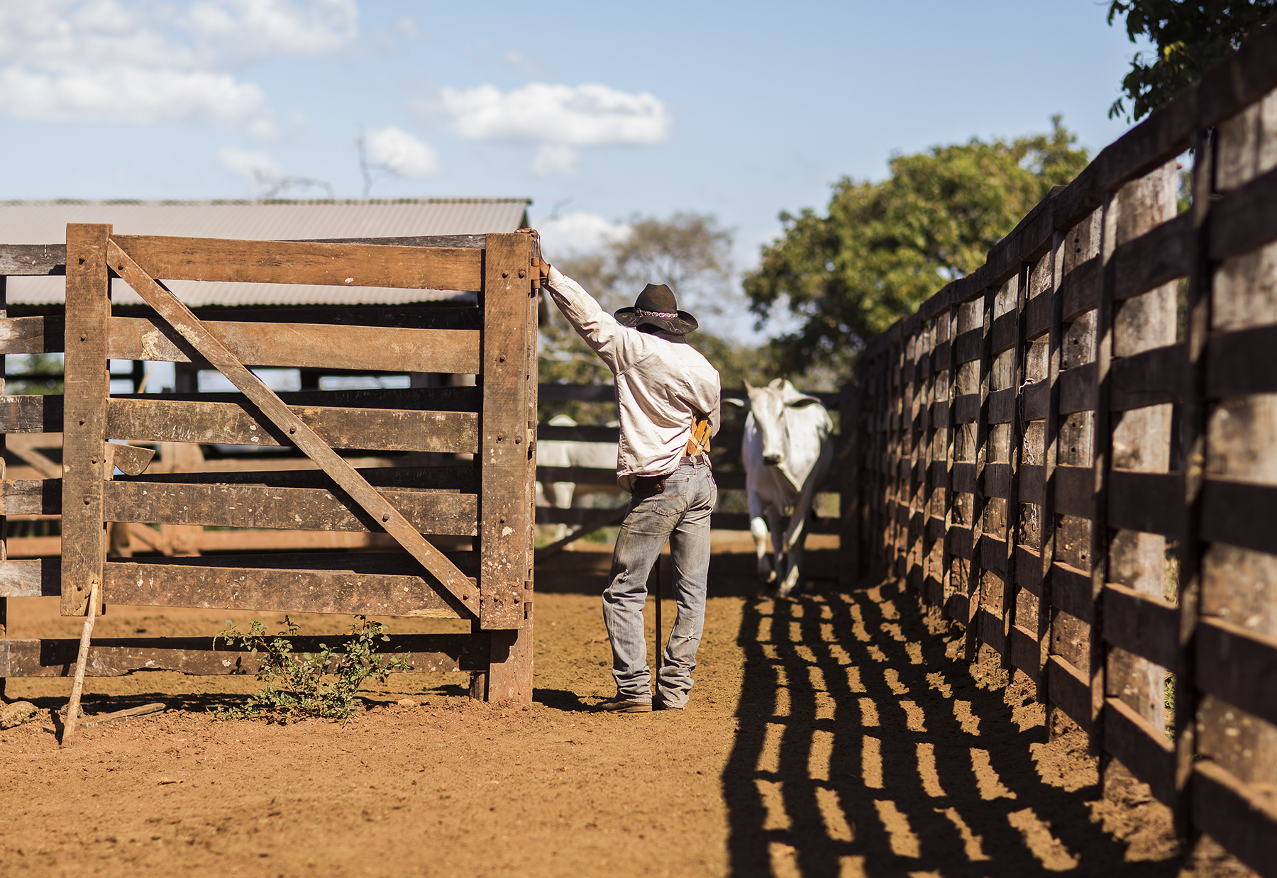 BRAZIL_MATO_GROSSO_FARM_7_27_2015_0744.jpg