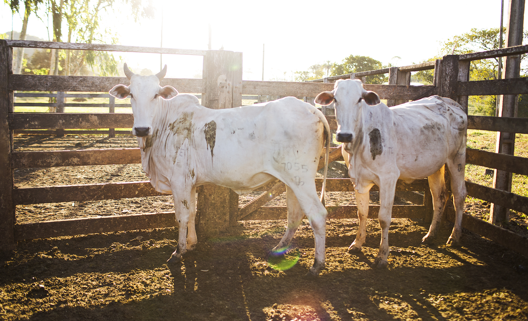 BRAZIL_MATO_GROSSO_FARM_7_27_2015_0992.jpg
