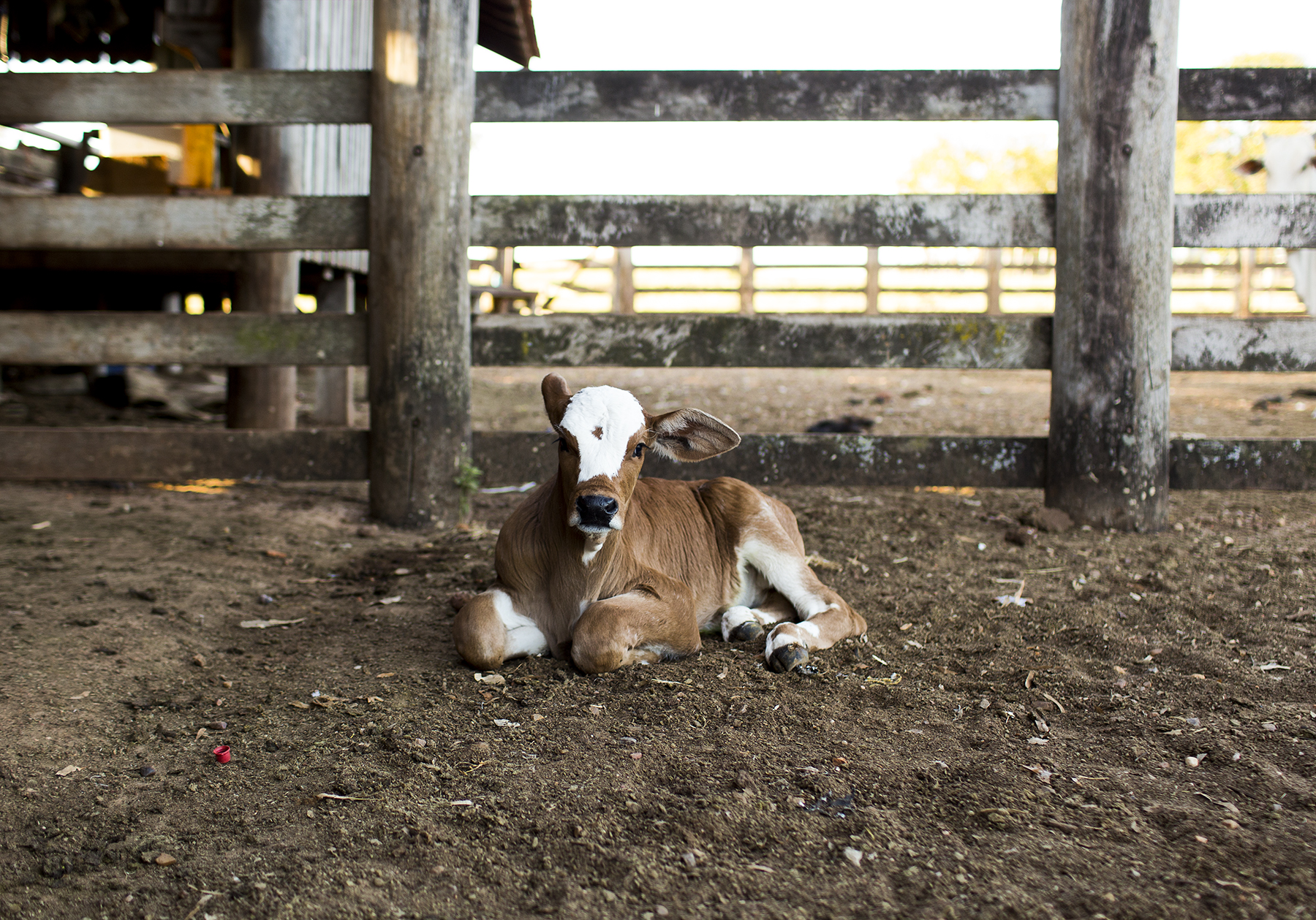 BRAZIL_MATO_GROSSO_FARM_7_27_2015_1010.jpg