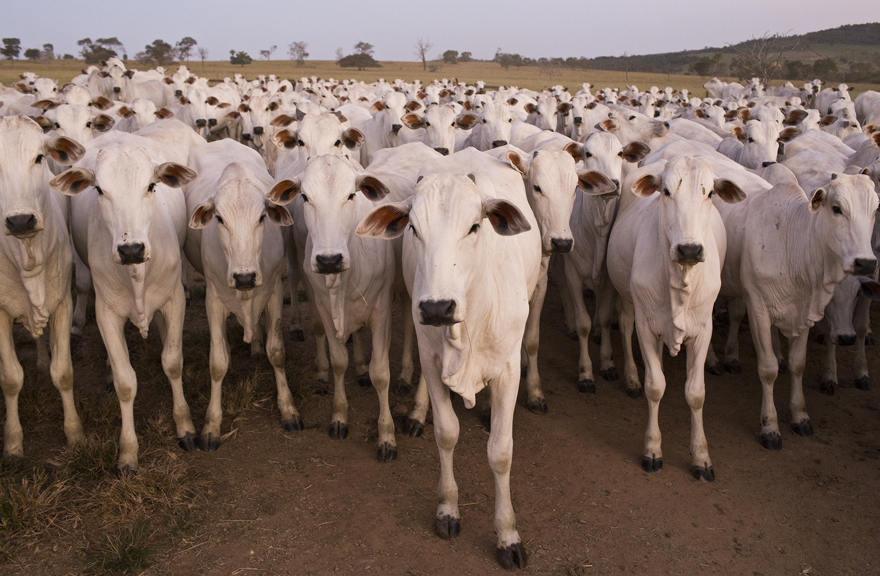 BRAZIL_MATO_GROSSO_FARM_7_27_2015_1209.jpg