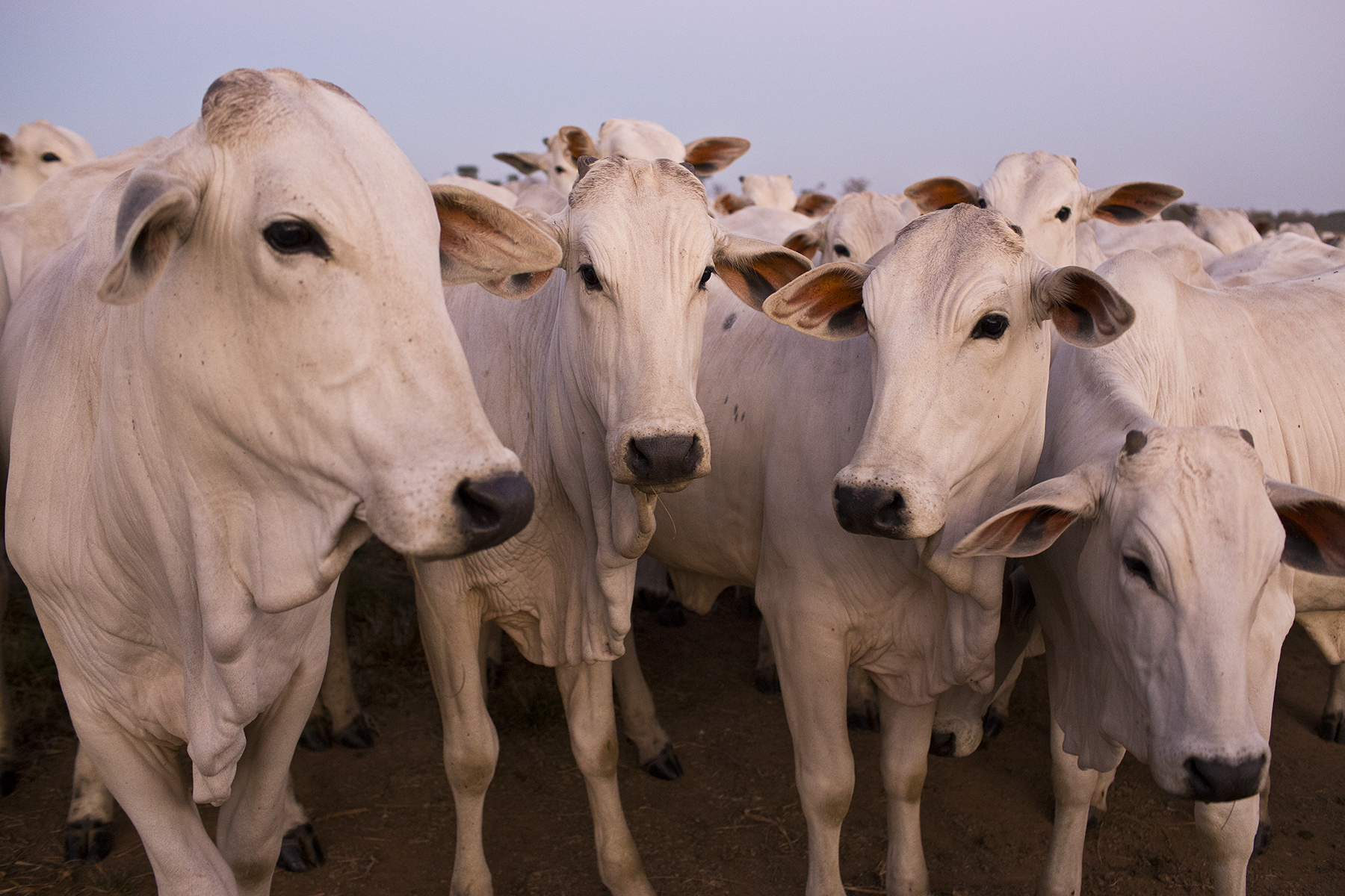 BRAZIL_MATO_GROSSO_FARM_7_27_2015_1227.jpg